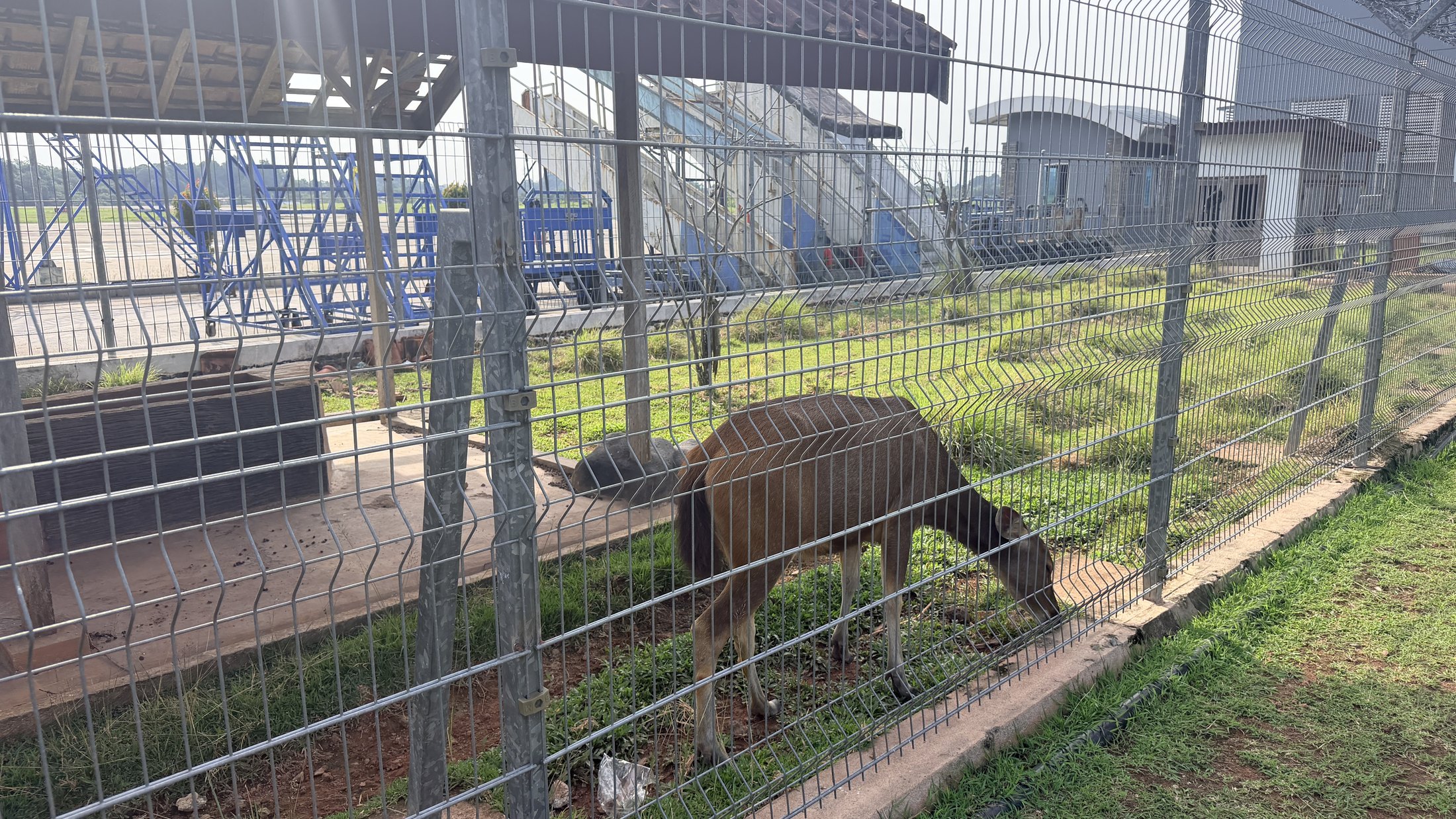 Mini Zoo